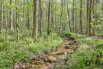 Tranquil creekfront